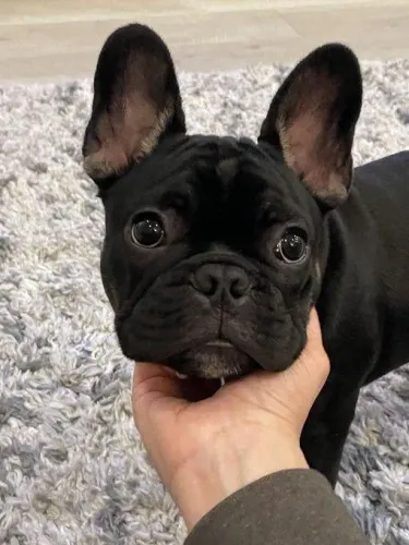 Bulldog francês cheio de energia 