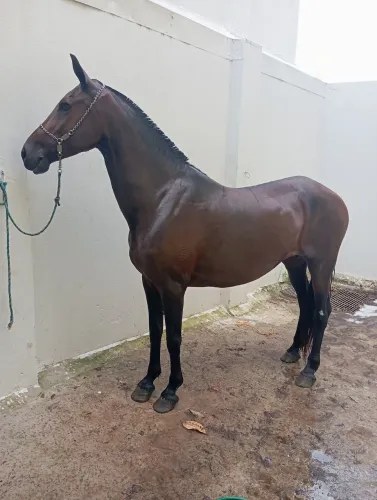 Égua mangalarga marchador 