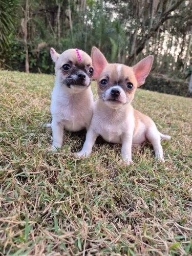 Chihuahua pelo curto - Lindo casal disponível com pedigree - Contate