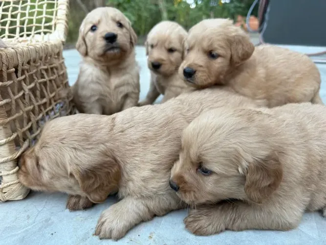 golden retriever fofos