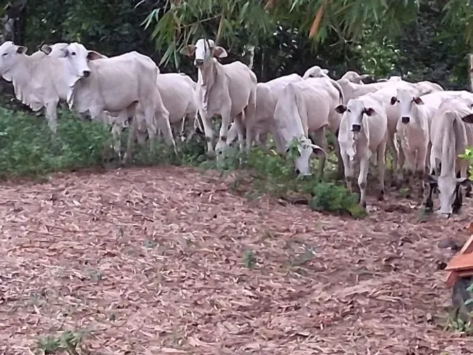 50 hectares com 20 gado branco por R$550 mil reais 
