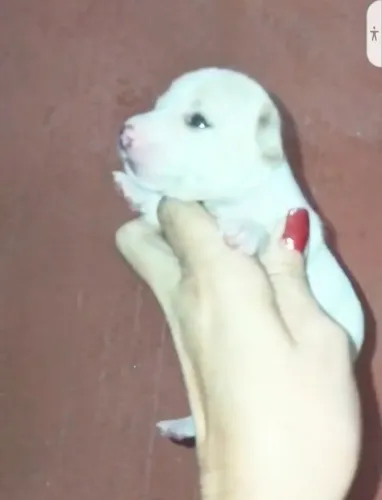 Pinscher 00 Branco Macho (Disponível para reserva)