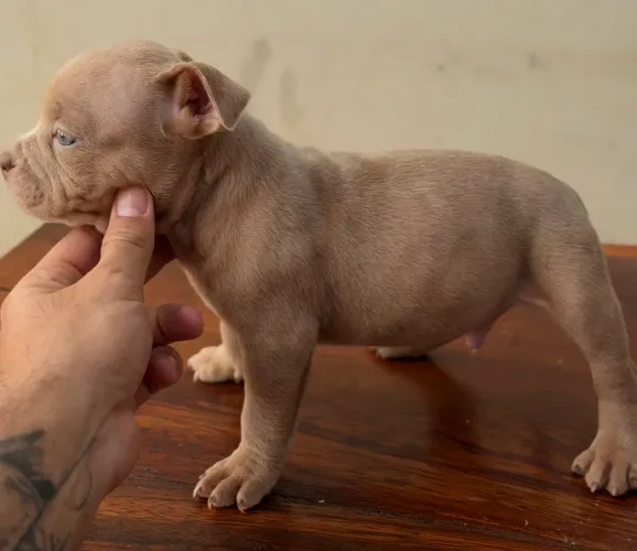 American Bully Micro Filhote Macho com Pedigree