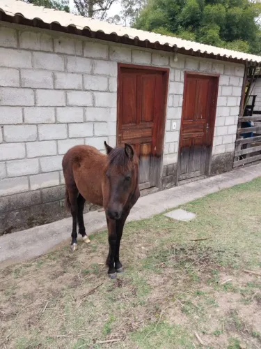Potra mangalarga 8 meses 