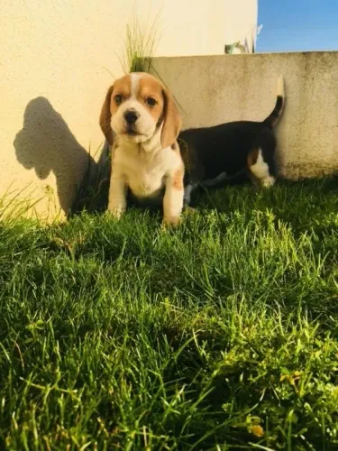 Beagle | Um Companheiro Divertido para Toda a Família
