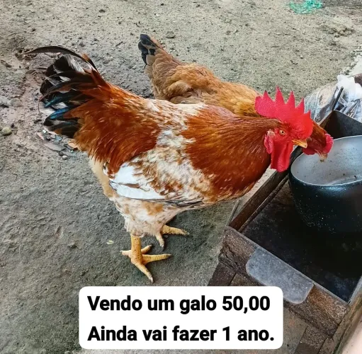 Galo ainda vai fazer 1 ano