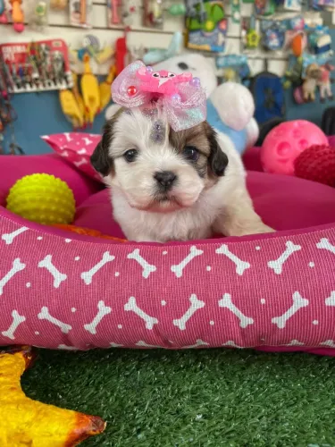 Shihtzu fêmea tricolor disponível