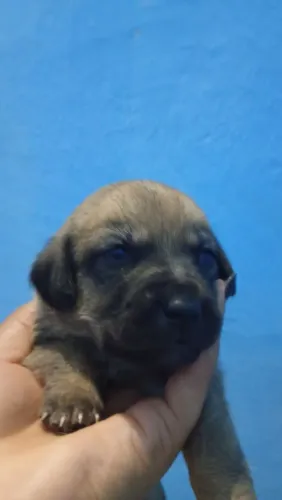 Doa-se cachorros