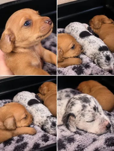 Dachshoud salsichas ( cofap )