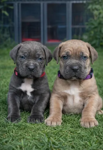 Cane Corso,Cane Corso Filhote Vacinado e Vermifugado