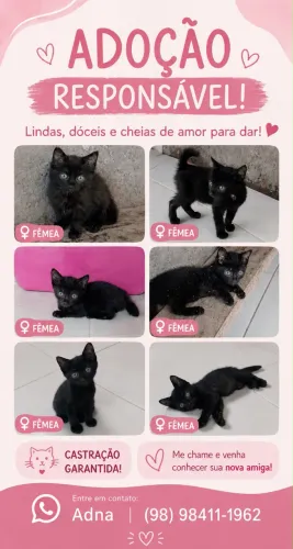 doação de gatos  