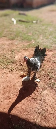 Vende-se um frango Brahma