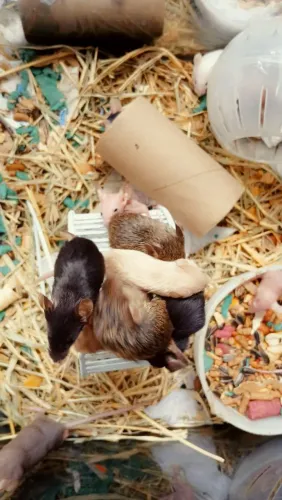 Camundongo (a partir de 10 unidades)