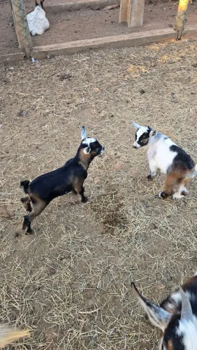 Mini cabra / mini cabrito / disponíveis para dar mamadeira