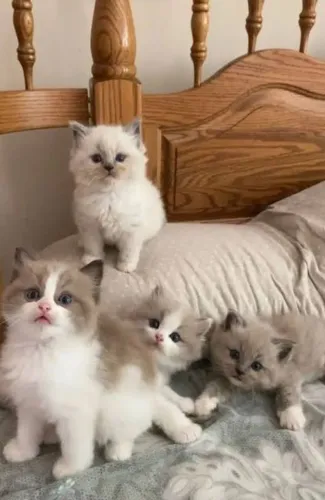 Ragdoll 