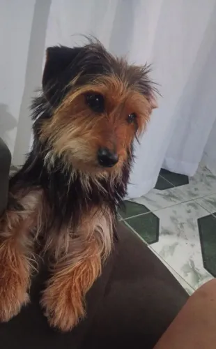 Cachorro