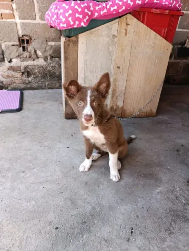 Border collie
