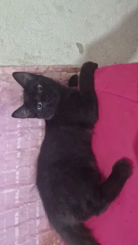 Doação de gato