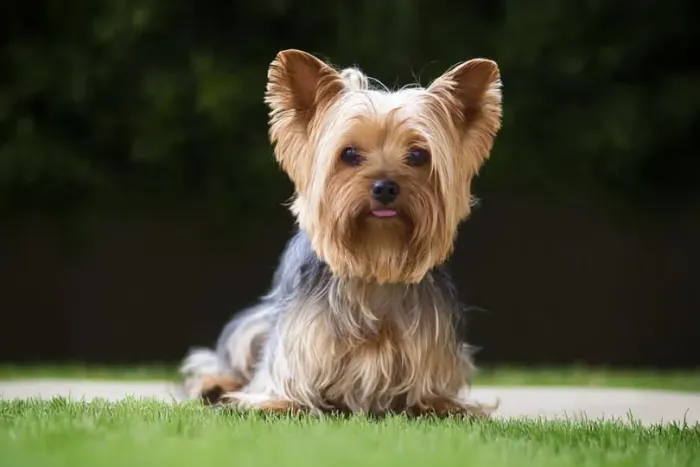 Cachorro