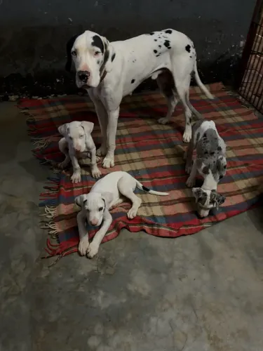 Dogue Alemão Filhote