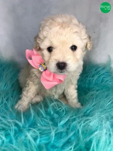 Poodle Machos e Fêmeas disponíveis 