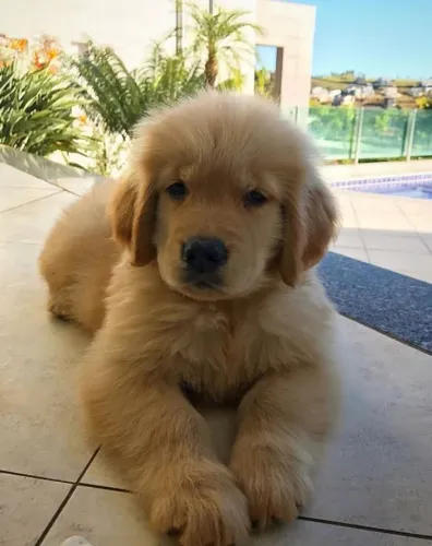 Golden Retriever Jeito simples que conquista