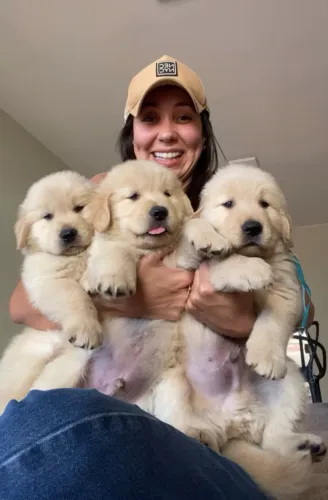 Os melhores filhotes de Golden Retriever