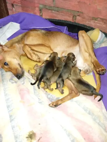 vende-se pinscher número 2