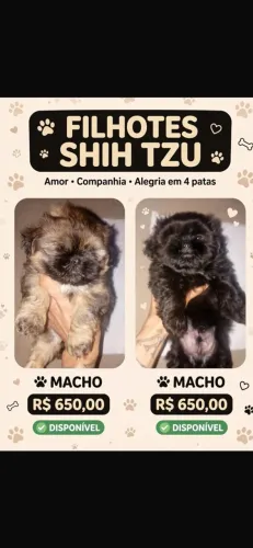 shitzu