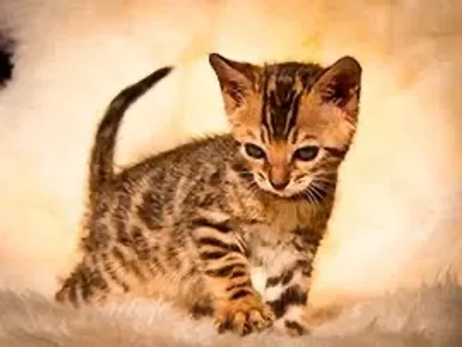Bengal machos e fêmeas
