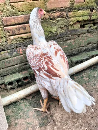 Vendo galinha e galo 