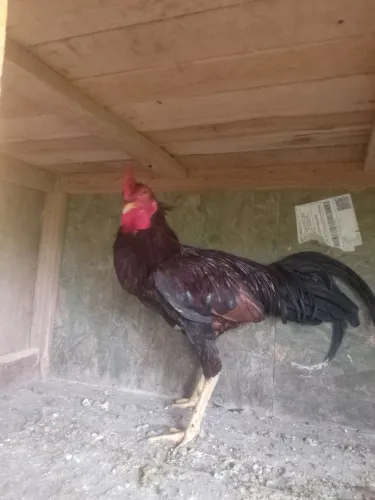 Vendendo esse galo de raça