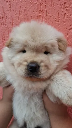 Vendo filhote de Chowchow