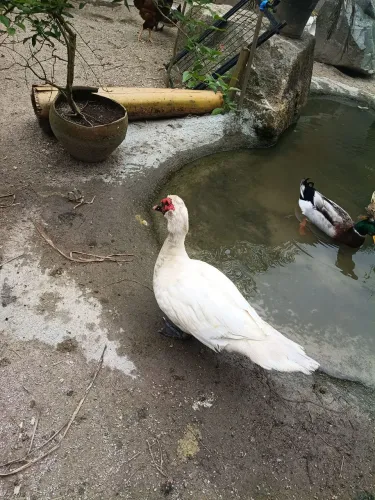 Venda de patos