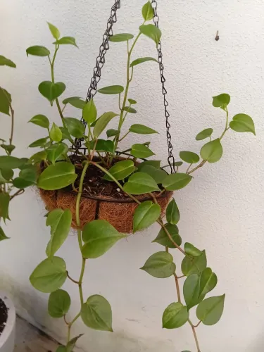 Naturais