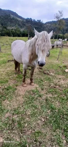 Cavalo Garanhao Pecheron 