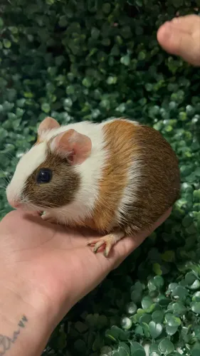 Porquinho da índia fêmea filhote 