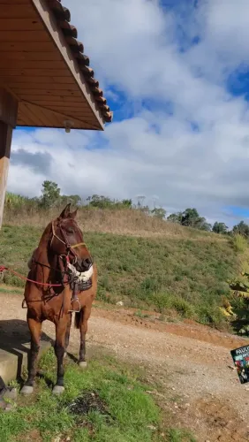 Cavalo quarto de milha