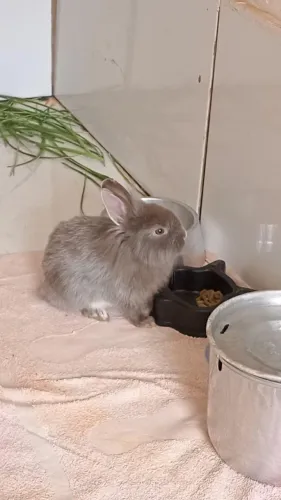 Coelho mini lion