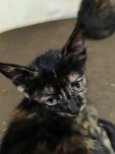 gatinhos para adoção