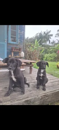 Cachorrinhos