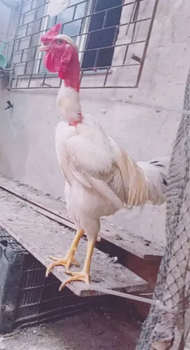 Vende-se Frango Caipira 100,00