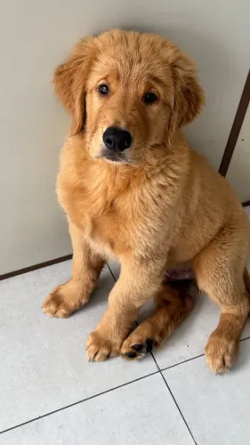 Cachorro Golden