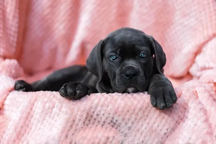 Filhotes de Cane Corso