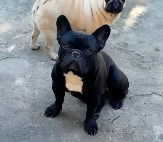 BULDOGUE FRANCÊS PADRÃO DA RAÇA PARA COBERTURA. EXCELENTE MONTADOR.