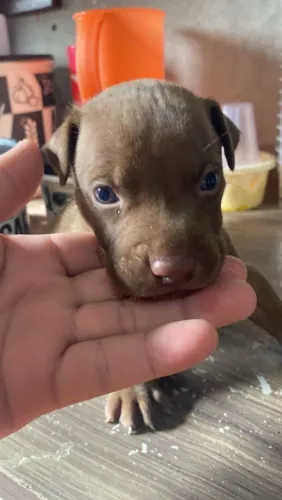 Filhote de Pit Bull com 38 dias