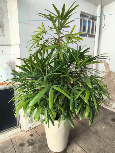 Palmeiras Rhapis + Vaso e Prato Marmoreto grande