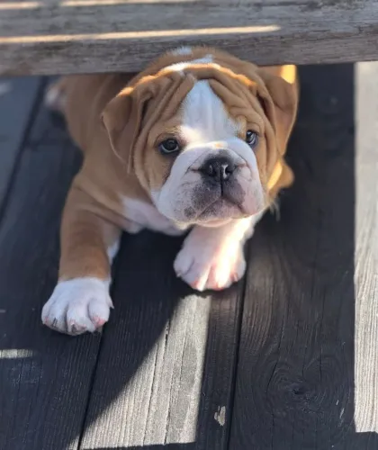 Vendo filhote de bulldog inglês