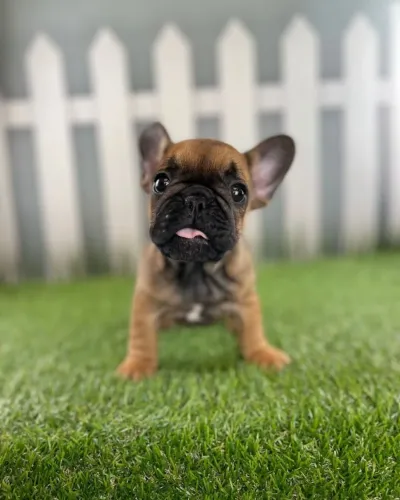 Bulldog frances muito fofo