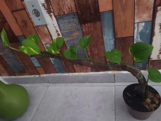 Planta vaso decoração planta viva